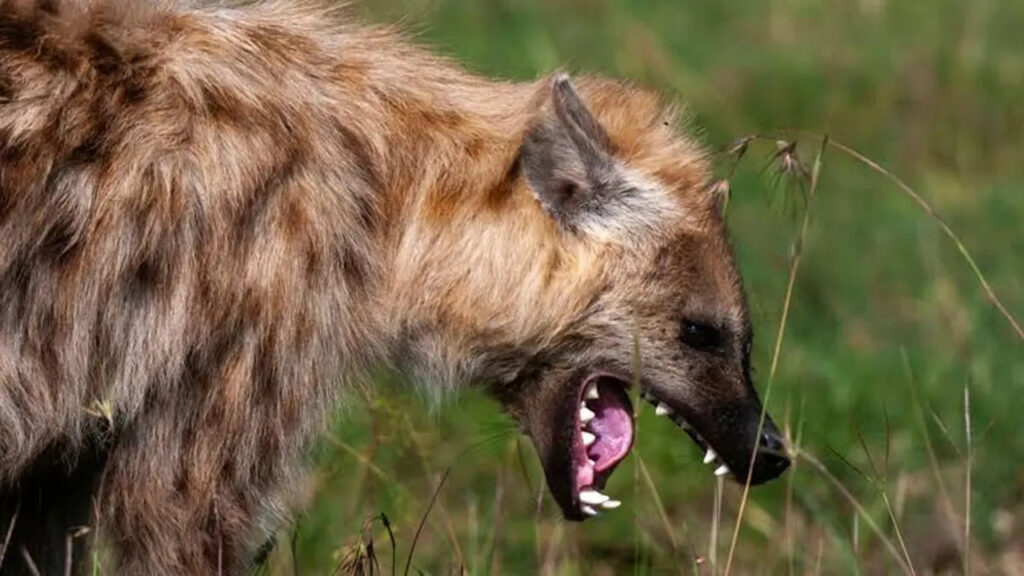 Hyena Escapes From Jos Wildlife Park