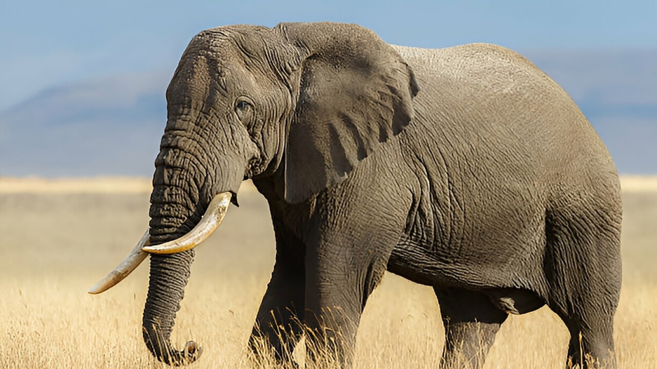 Namibia To Kill Over 700 Wild Animals To Tackle Hunger