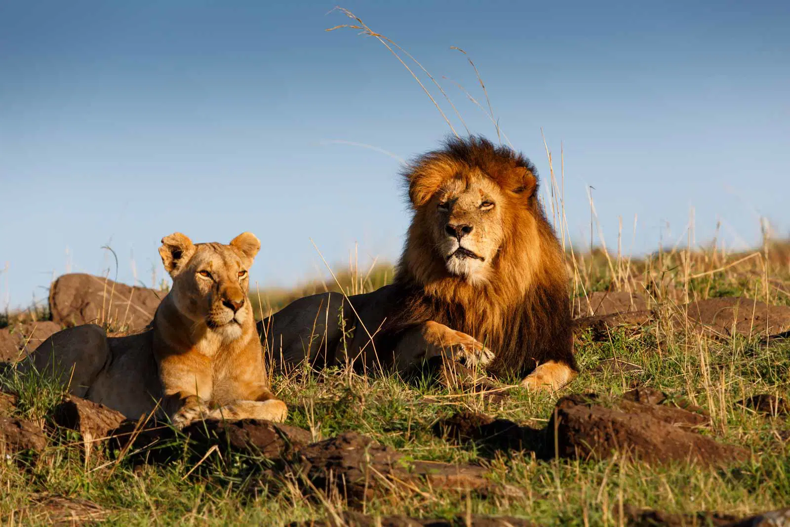 Nigeria wildlife conservation